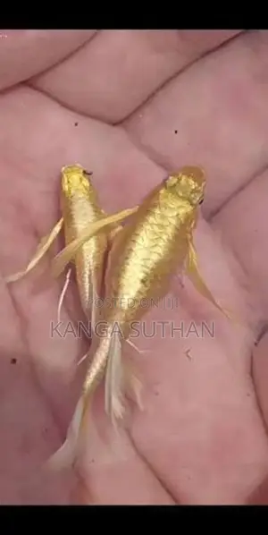Gold Guppy Fish