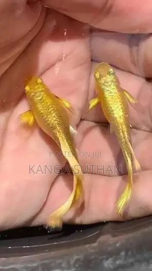 Gold Guppy Fish