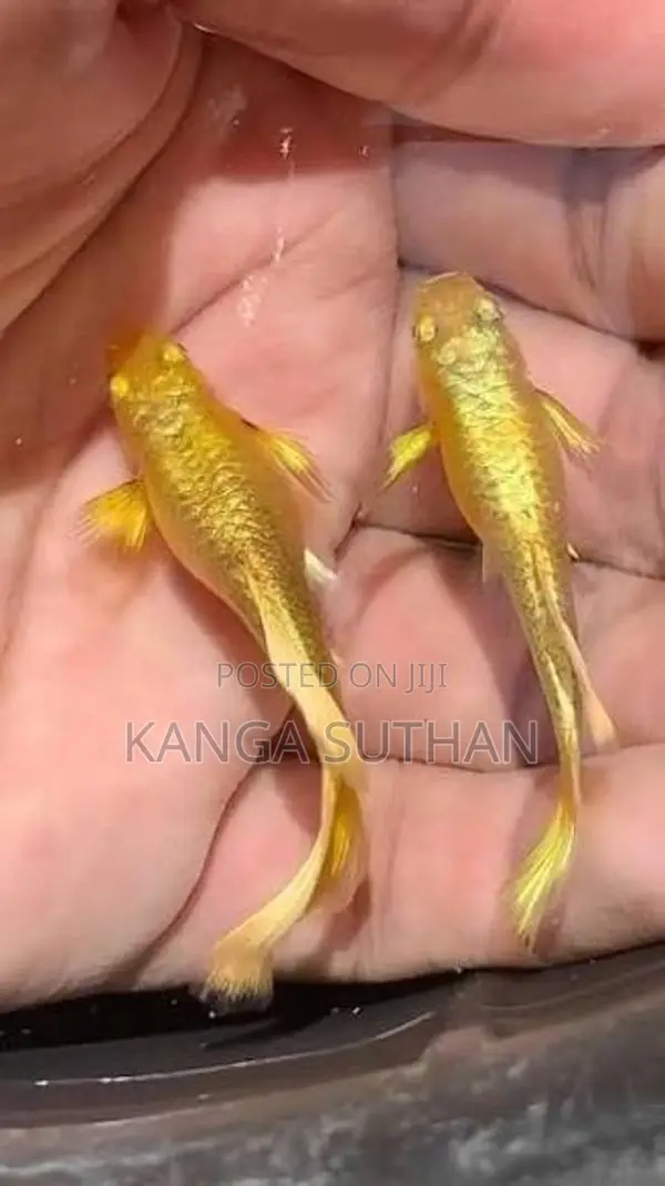 Gold Guppy Fish