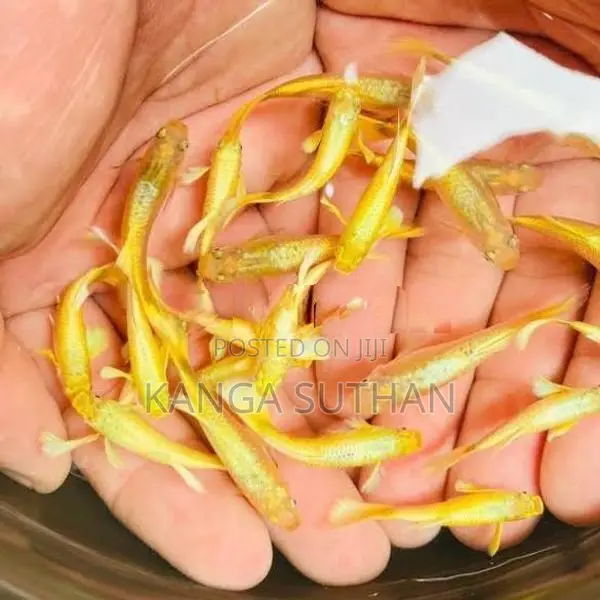 Gold Guppy Fish