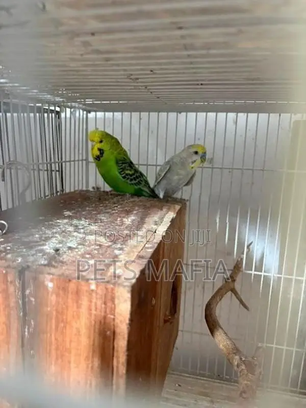 Love Birds