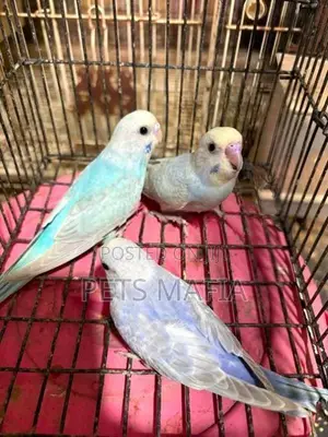 Love Birds