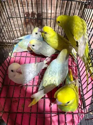 Love Birds