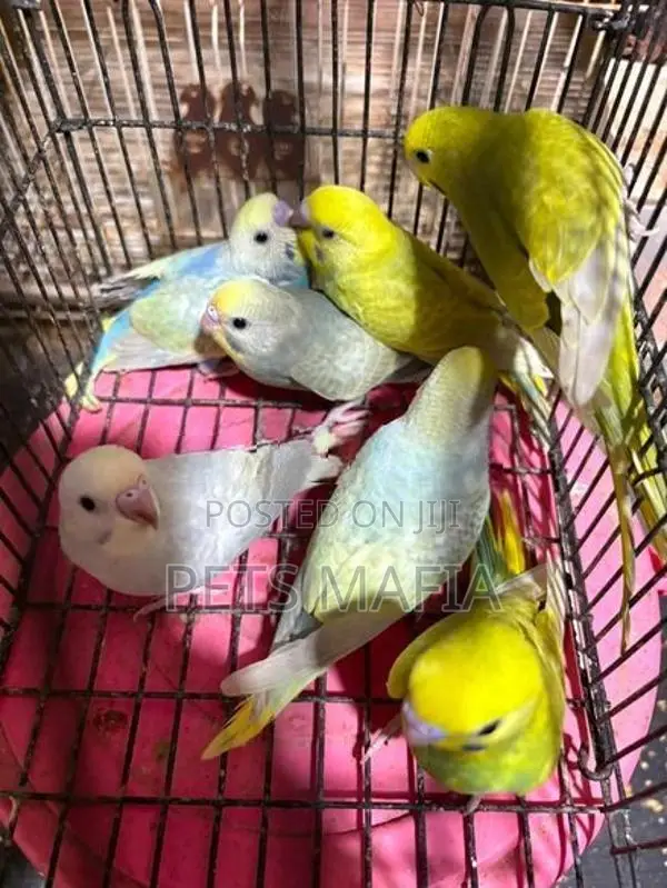 Love Birds