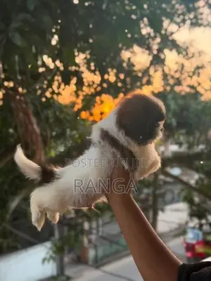 Shih Tzu Puppies