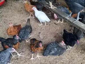Farm Chickens