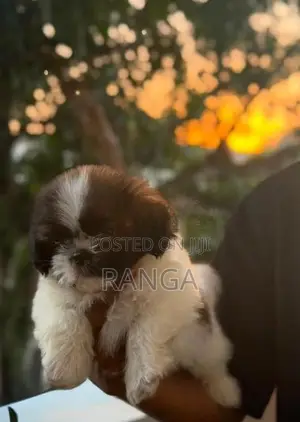 Shih Tzu Puppies