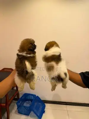 Shih Tzu Puppies