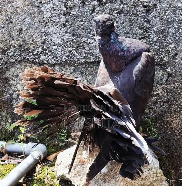 Fantail Pigeon