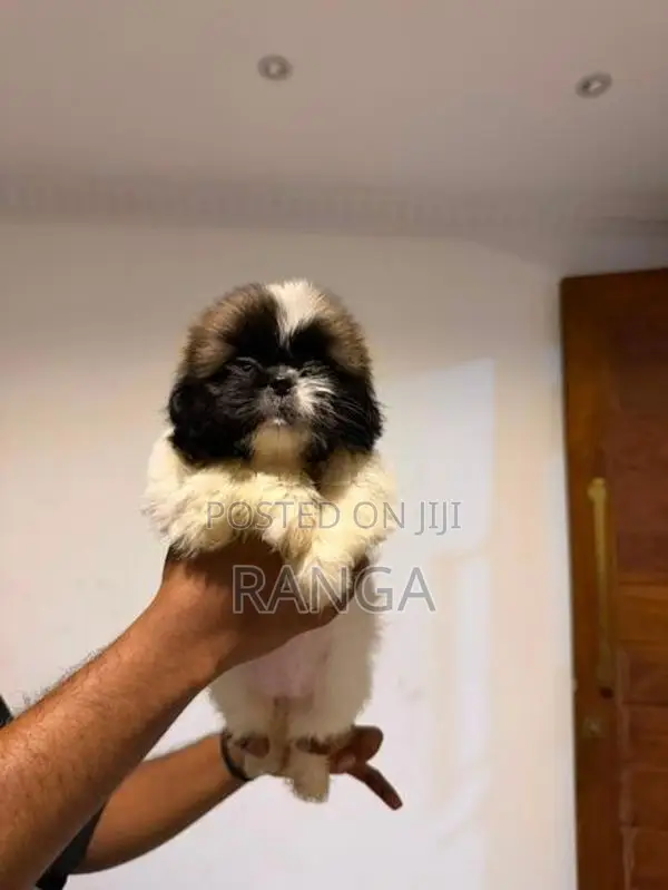 Shih Tzu Puppies