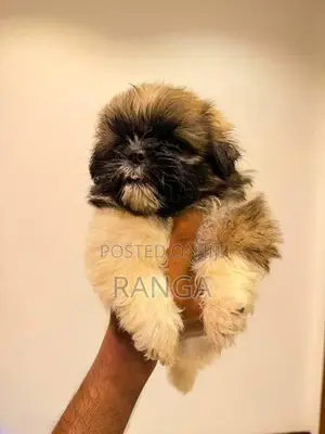 Shih Tzu Puppies