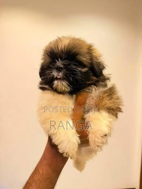 Shih Tzu Puppies