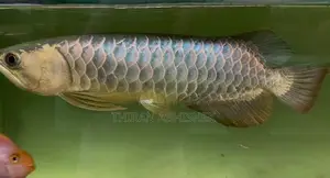 Bluebase Golden Arowana