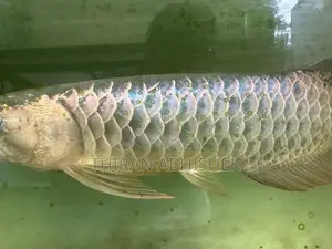 Bluebase Golden Arowana