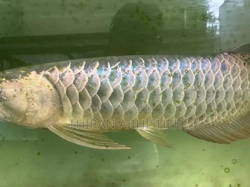 Bluebase Golden Arowana