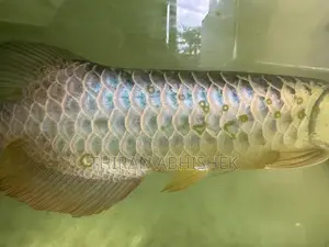 Bluebase Golden Arowana