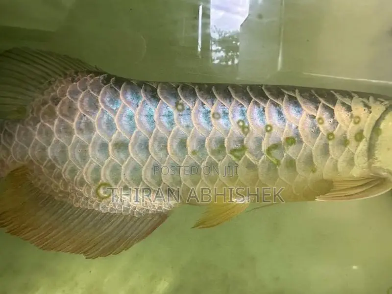 Bluebase Golden Arowana