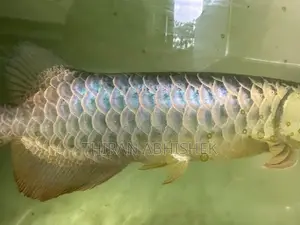 Bluebase Golden Arowana