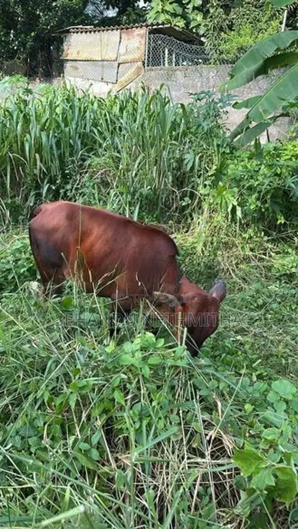 Farm Cow