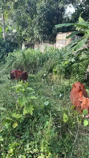 Farm Cow