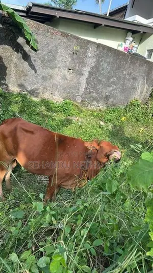 Farm Cow