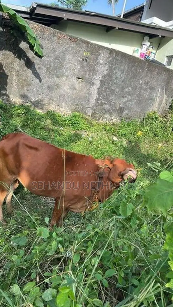 Farm Cow