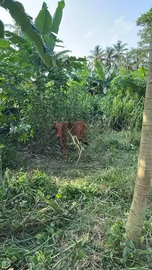Farm Cow
