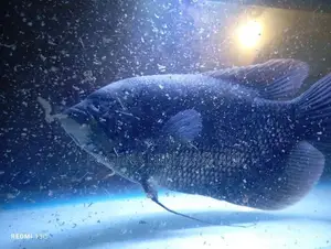 Giant Gourami Fish
