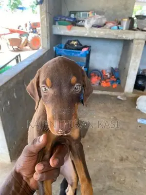 Doberman Puppy