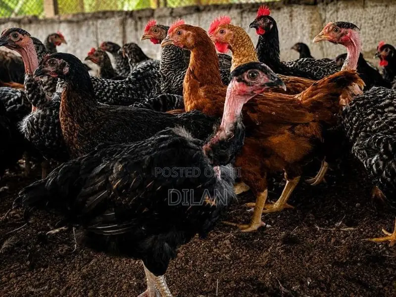 ගම් කිකිළියන්