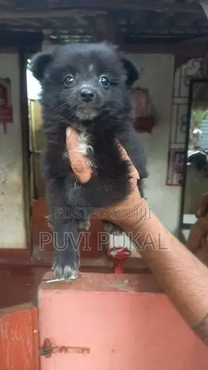Lion Pomeranian Puppies