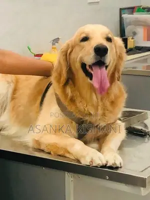 Golden Retriever Puppies