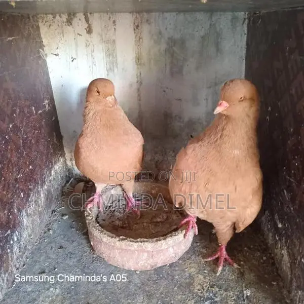 Pigeons