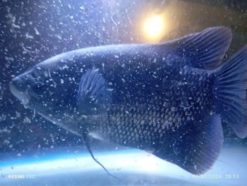 Giant Gourami Fish