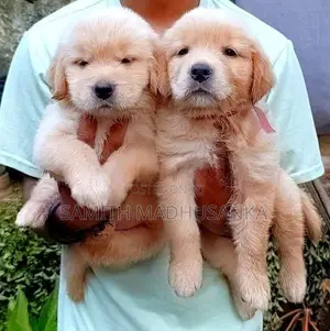 Golden Retriver Puppies