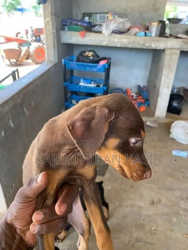 Doberman Puppy