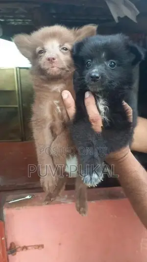 Lion Pomeranian Puppies