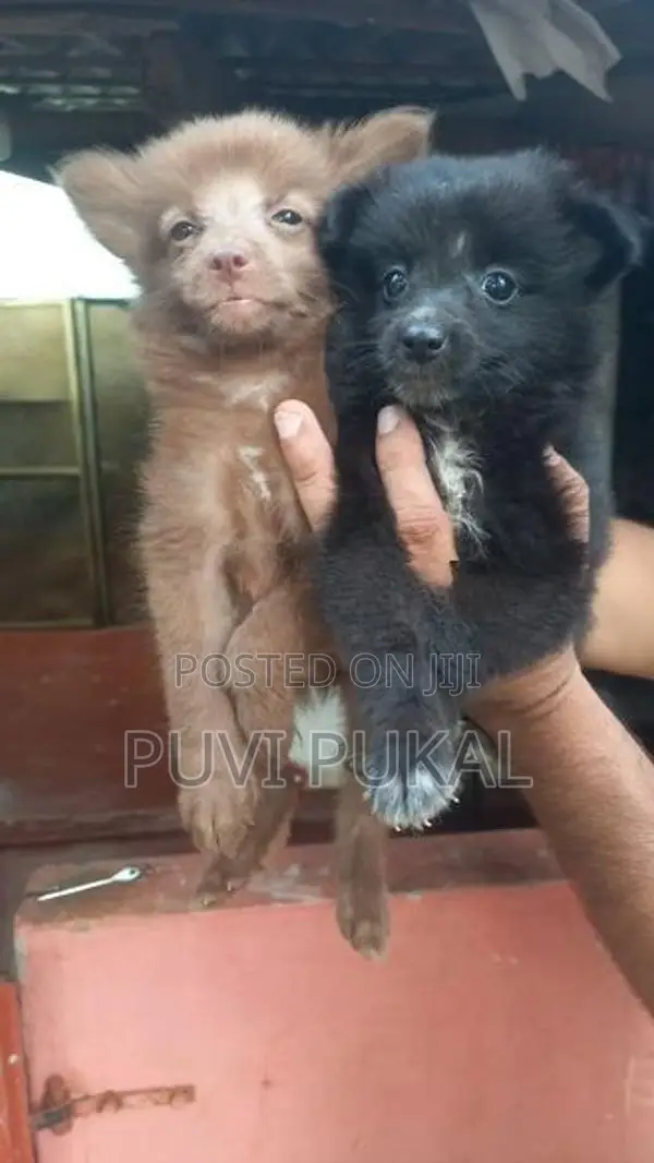 Lion Pomeranian Puppies