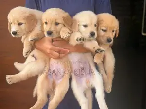 Golden Retriever Puppies