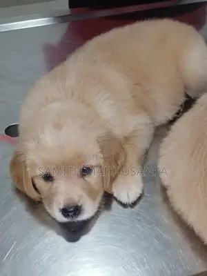 Golden Retriver Puppies