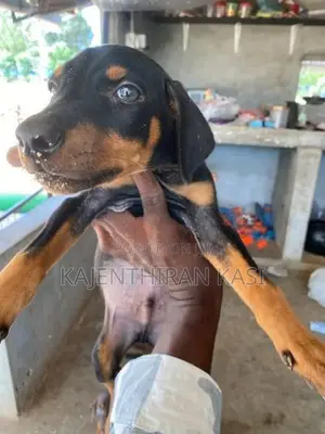 Doberman Puppy