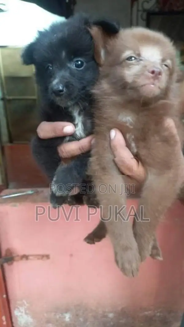 Lion Pomeranian Puppies