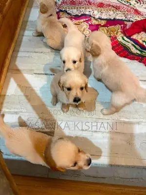 Golden Retriever Puppies