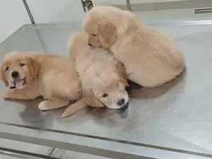 Golden Retriver Puppies