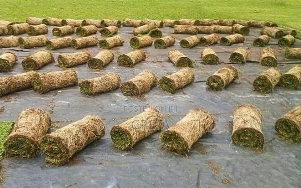 Malaysian Grass Laying