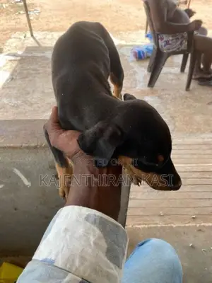 Doberman Puppy