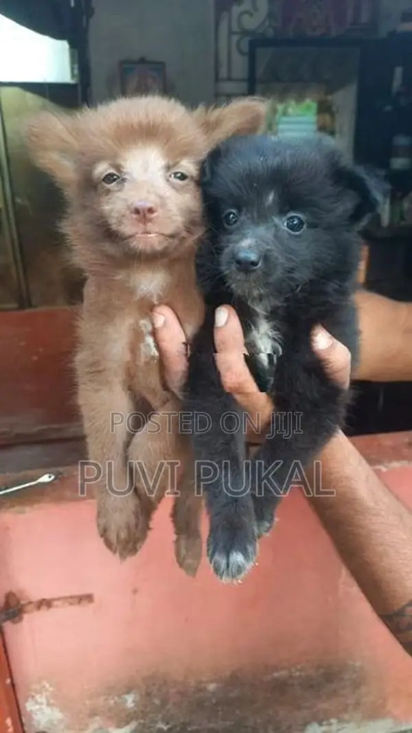 Lion Pomeranian Puppies