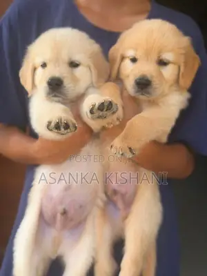 Golden Retriever Puppies