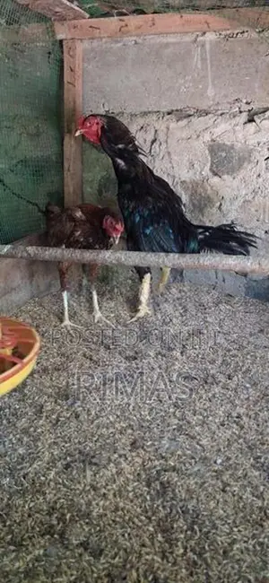 Rooster