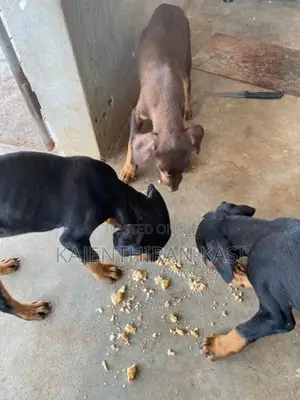 Doberman Puppy